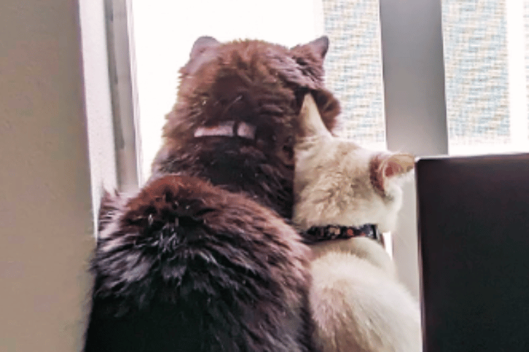 do-air-purifiers-help-with-cat-litter-smell