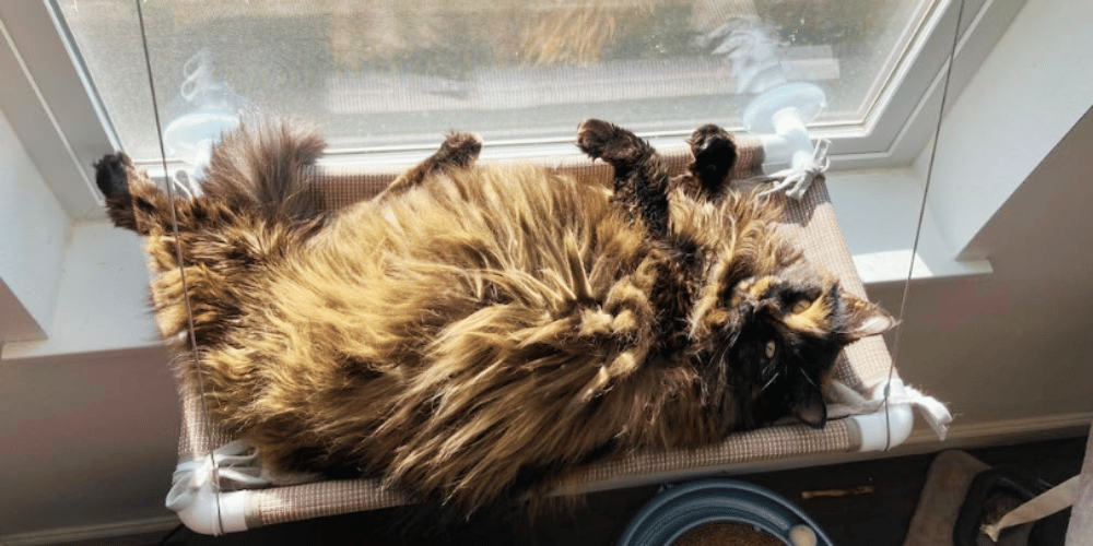 how-can-i-make-my-cat-window-more-comfortable