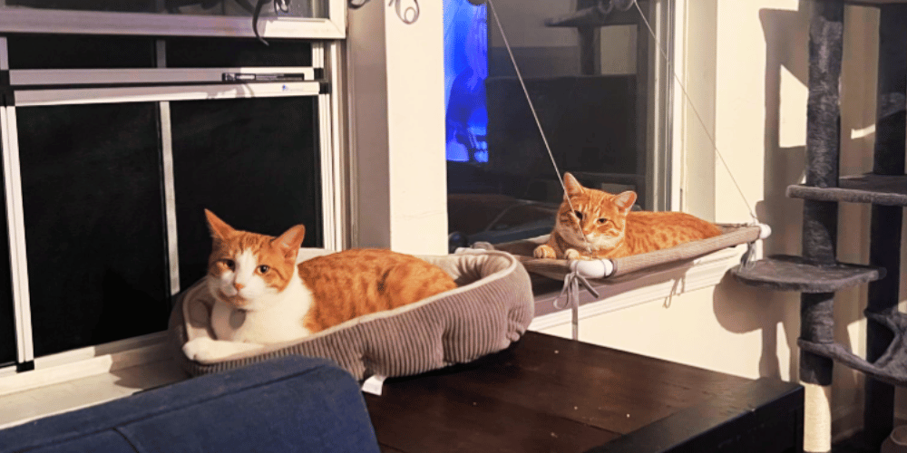 how-can-i-make-my-cat-window-more-comfortable