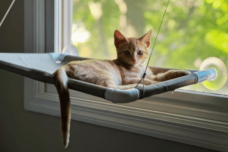 how-can-i-make-my-cat-window-more-comfortable