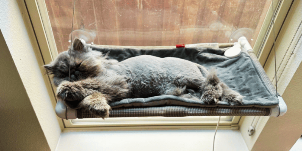 how-can-i-make-my-cat-window-more-comfortable