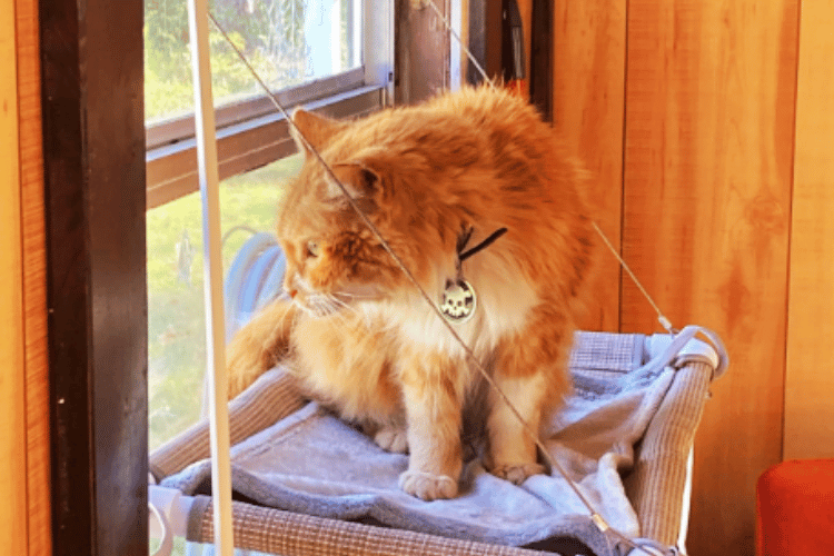 how-can-i-make-my-cat-window-more-comfortable