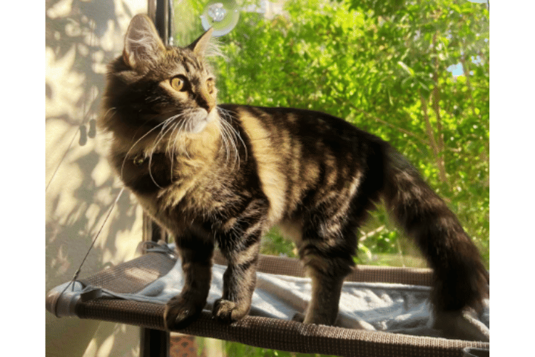 how-can-i-make-my-cat-window-more-comfortable