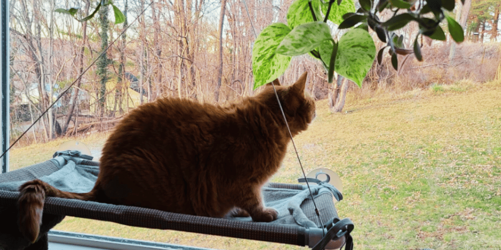 how-can-i-make-my-cat-window-more-comfortable