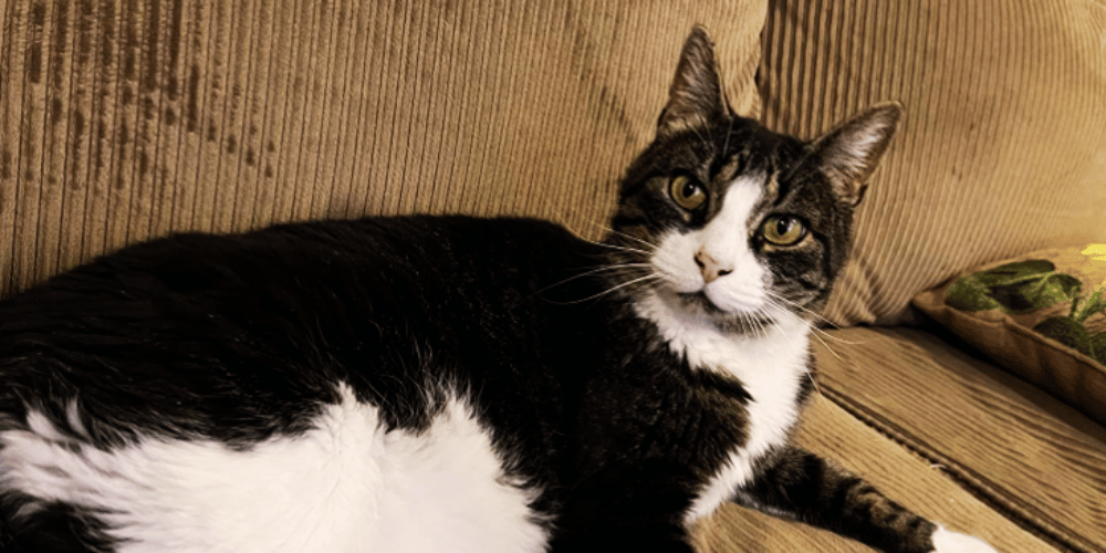 how-long-do-cat-pee-pads-last