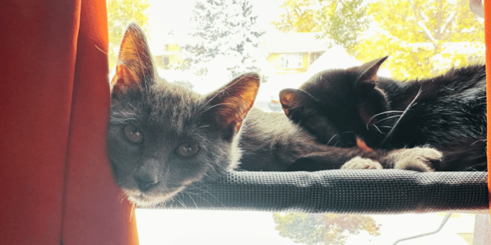How-does-a-cat-window-perch-work?