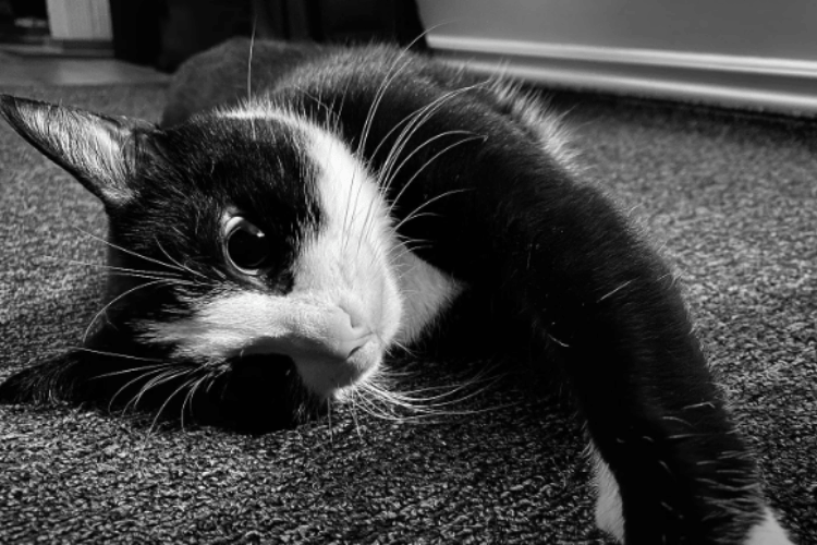 will-cats-pee-on-a-pee-pad
