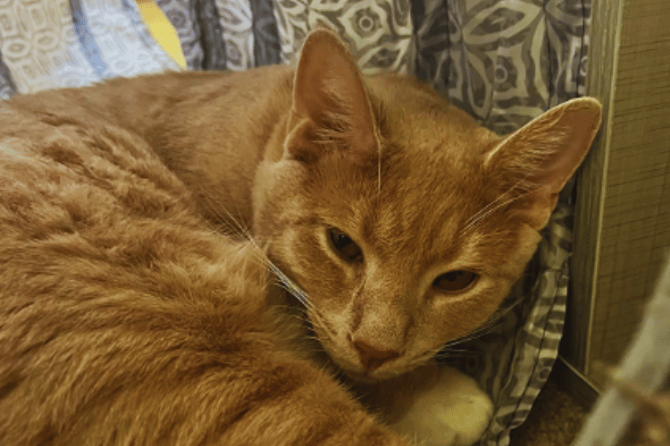 how-tall-should-a-cat-tunnel-be