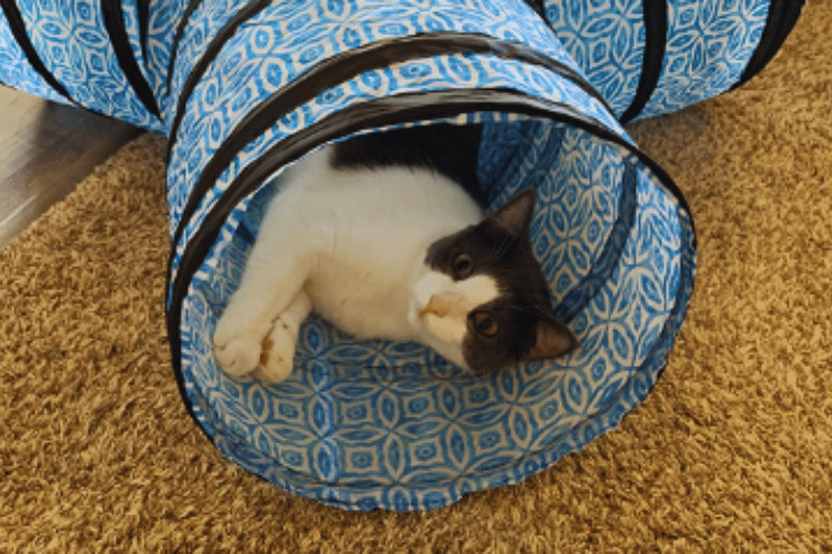 how-tall-should-a-cat-tunnel-be
