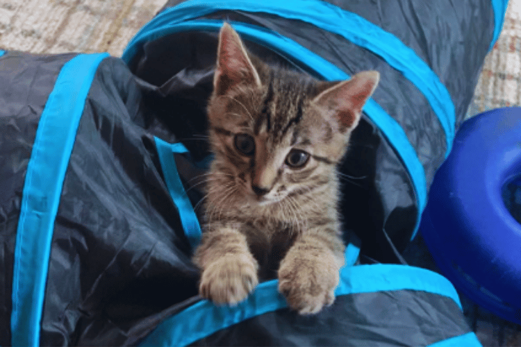 how-tall-should-a-cat-tunnel-be