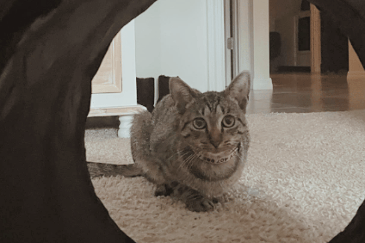 how-tall-should-a-cat-tunnel-be