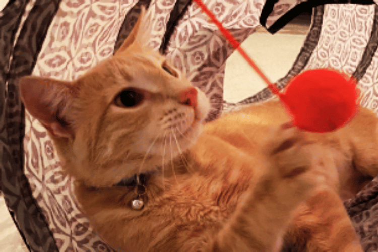 What-makes-a-good-cat-tunnel? 