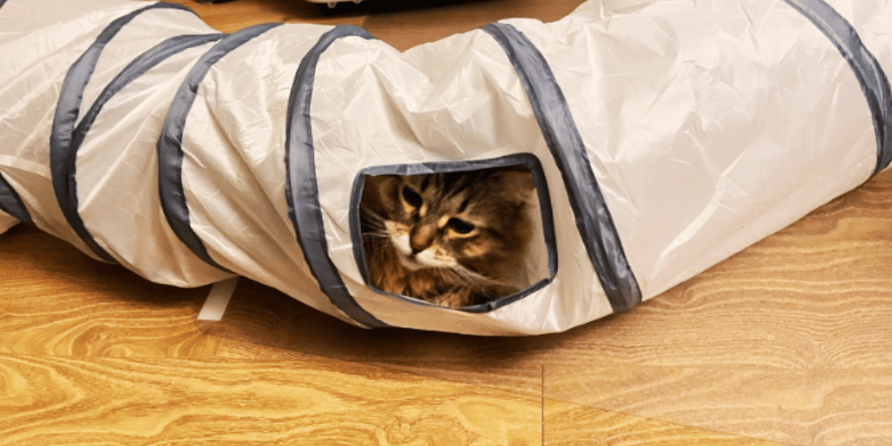 Where-do-you-put-a-cat-tunnel?