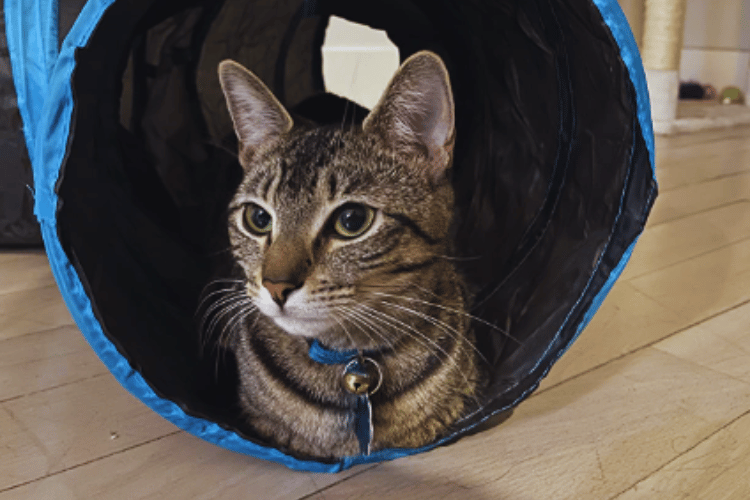 What-makes-a-good-cat-tunnel? 