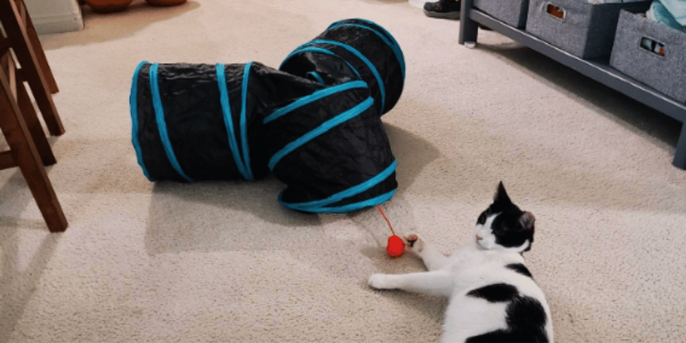 What-makes-a-good-cat-tunnel? 