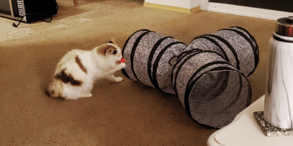 What-makes-a-good-cat-tunnel? 