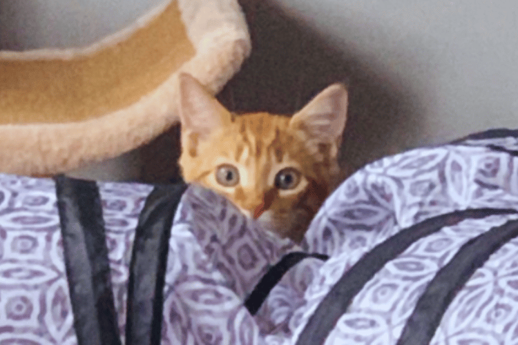 What-makes-a-good-cat-tunnel? 