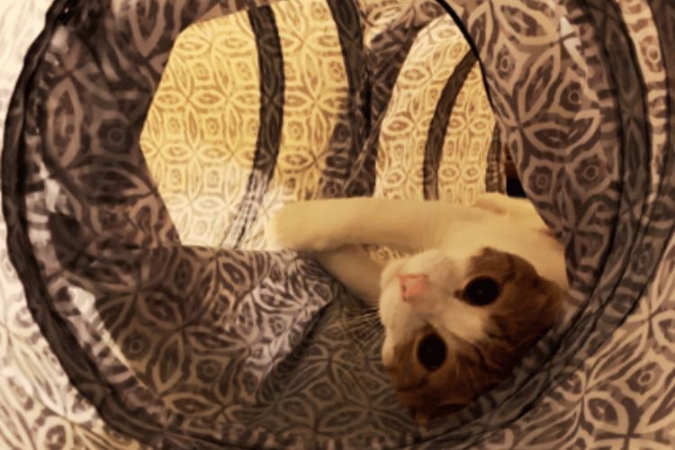 What-makes-a-good-cat-tunnel? 