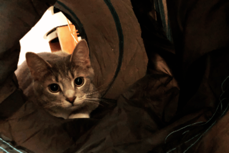 Where-do-you-put-a-cat-tunnel?