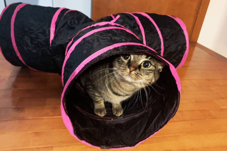 Where-do-you-put-a-cat-tunnel?