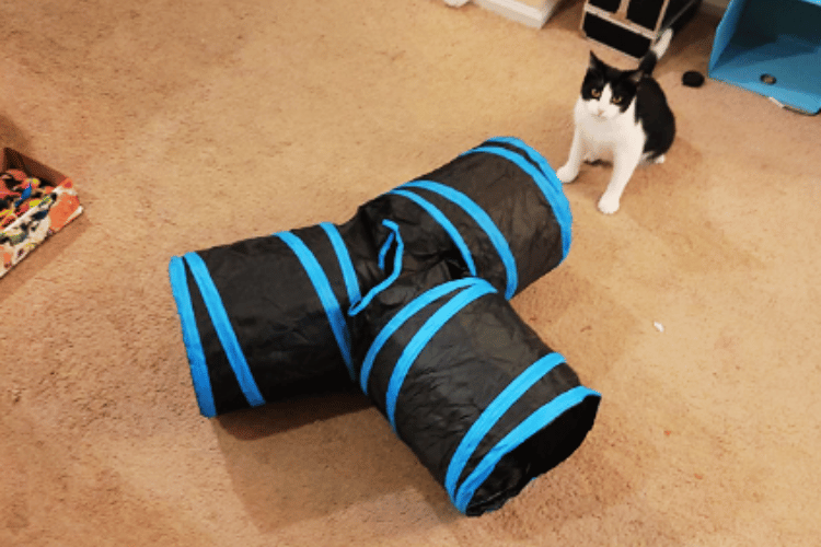Where-do-you-put-a-cat-tunnel?