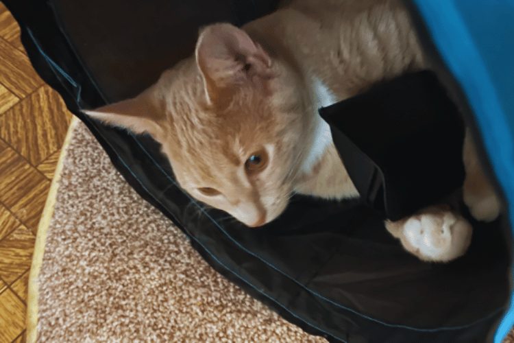 Where-do-you-put-a-cat-tunnel?