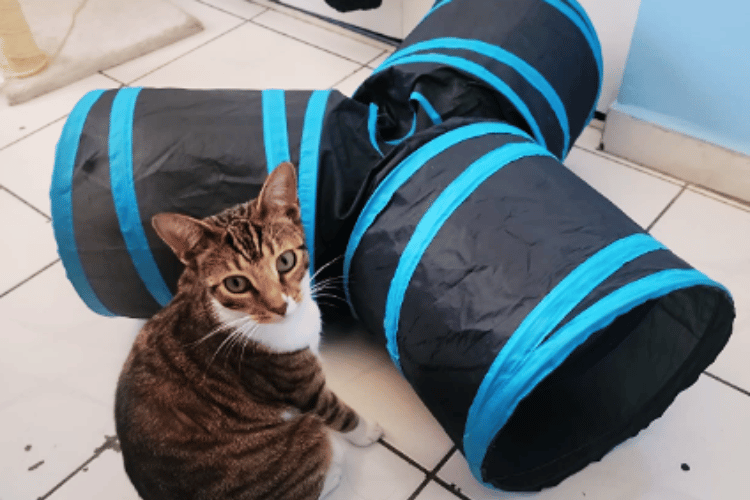 Where-do-you-put-a-cat-tunnel?