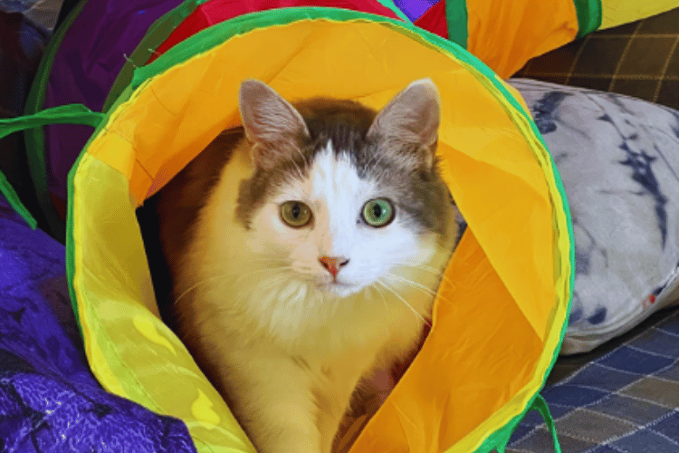 Where-do-you-put-a-cat-tunnel?