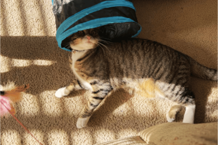 are-cat-tunnels-good-for-cats