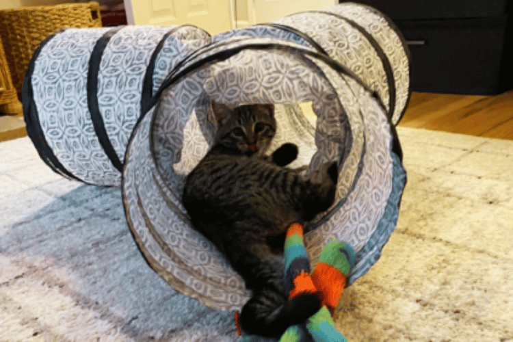 are-cat-tunnels-good-for-cats