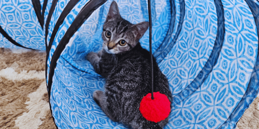 are-cat-tunnels-good-for-cats