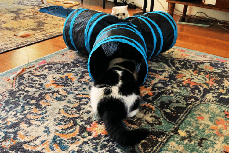 are-cat-tunnels-good-for-cats