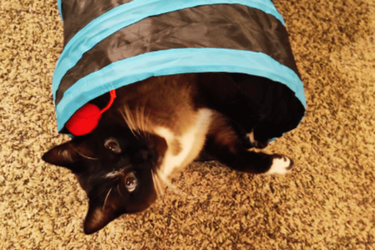 are-cat-tunnels-good-for-cats