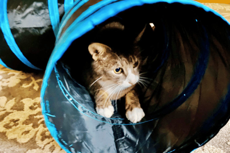 are-cat-tunnels-good-for-cats