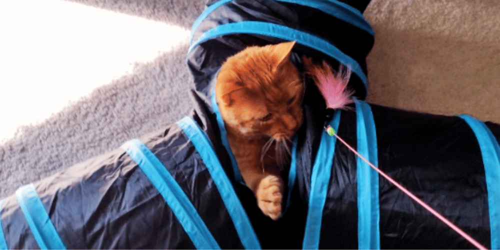 are-cat-tunnels-good-for-cats