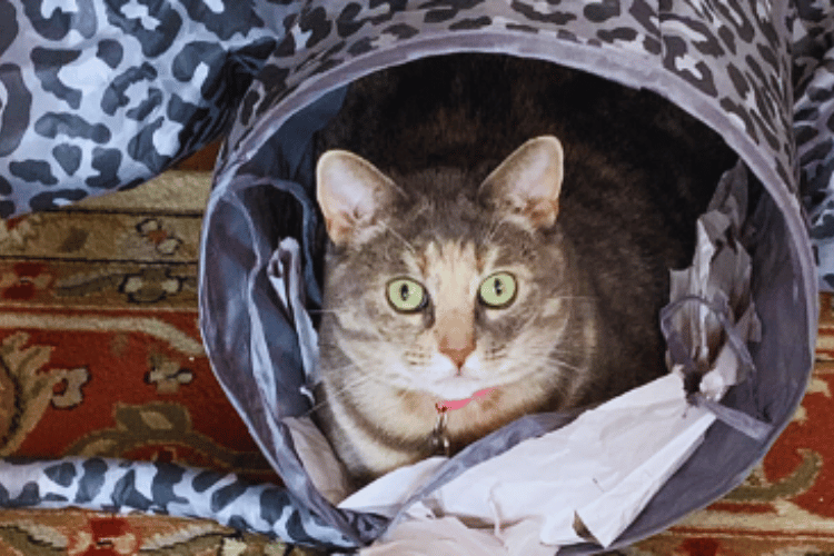 are-cat-tunnels-safe-for-cats