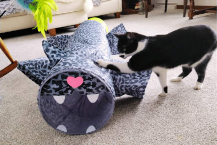 are-cat-tunnels-safe-for-cats