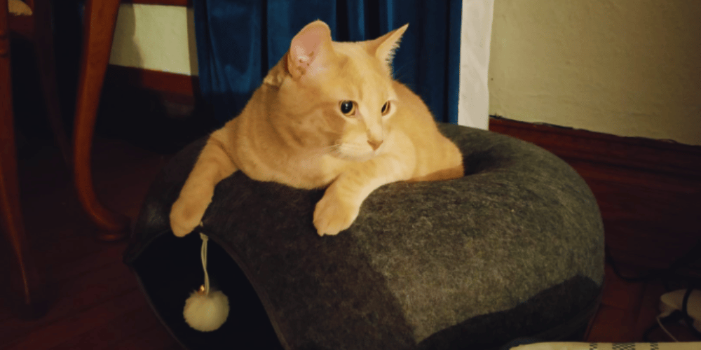 are-cat-tunnels-safe-for-cats