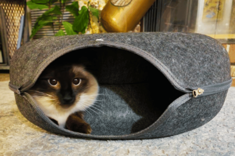 are-cat-tunnels-safe-for-cats