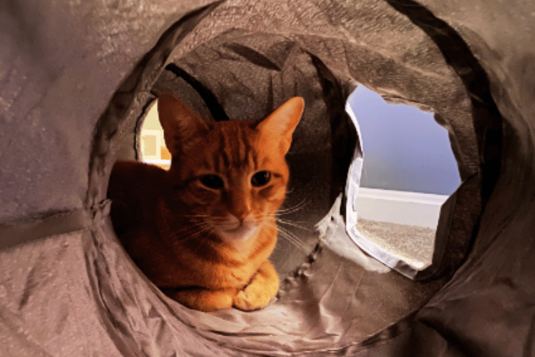 how-do-you-get-a-cat-to-use-a-cat-tunnel