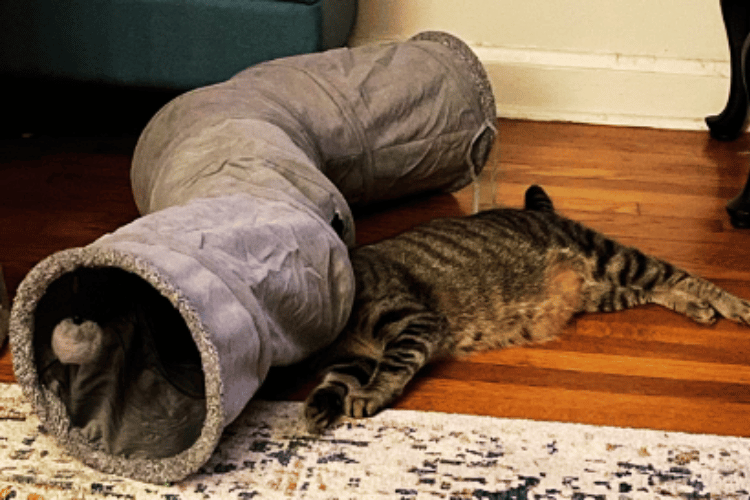 how-do-you-get-a-cat-to-use-a-cat-tunnel