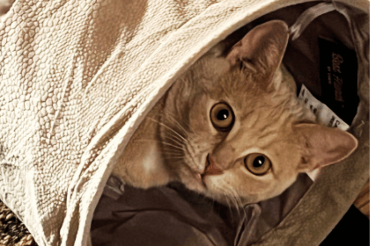 how-do-you-get-a-cat-to-use-a-cat-tunnel