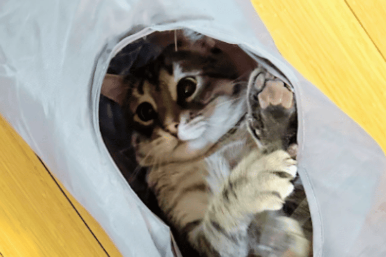 how-do-you-get-a-cat-to-use-a-cat-tunnel