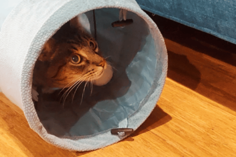 how-do-you-get-a-cat-to-use-a-cat-tunnel