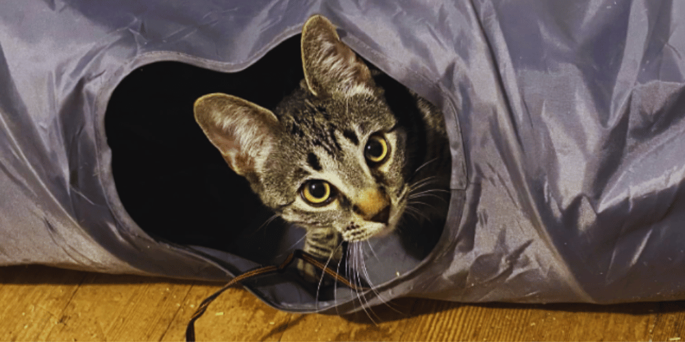 how-do-you-get-a-cat-to-use-a-cat-tunnel