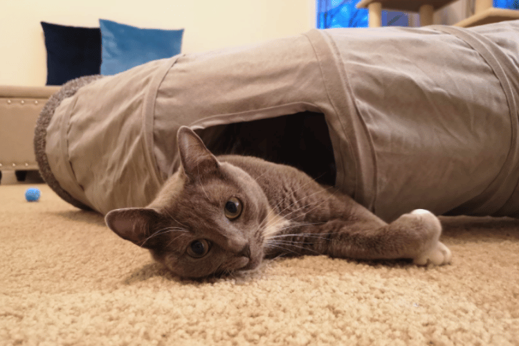 how-do-you-get-a-cat-to-use-a-cat-tunnel