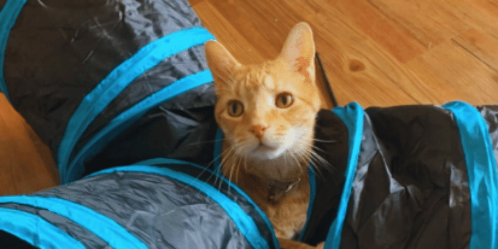 What-makes-a-good-cat-tunnel? 