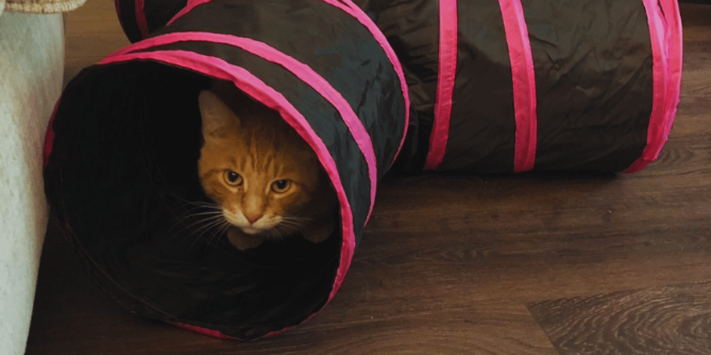 how-tall-should-a-cat-tunnel-be