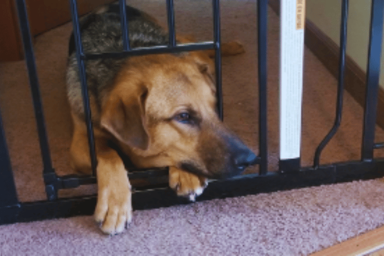 will-a-pet-gate-stop-a-cat