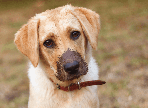How to Choose the Right Dog Wipe for Your Pooch